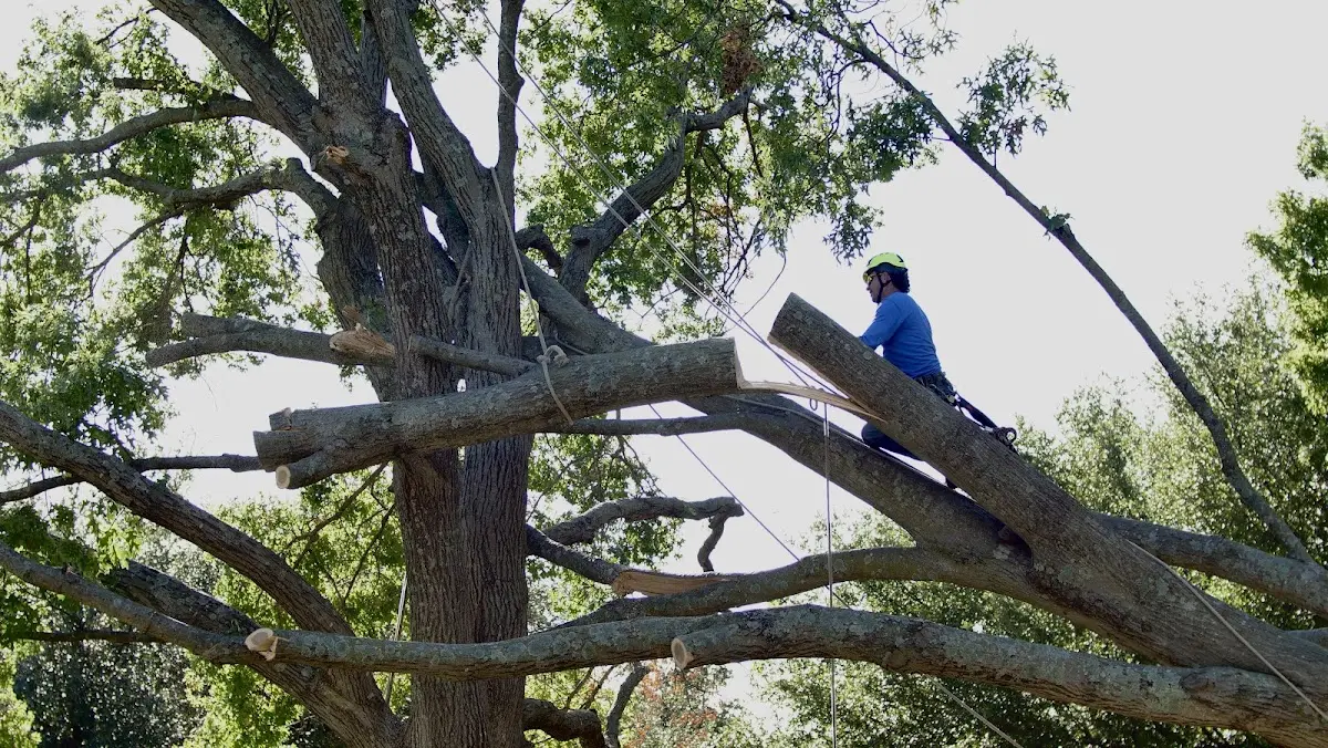 Professional Hazardous Tree Removal performed by certified arborists in West Townshend