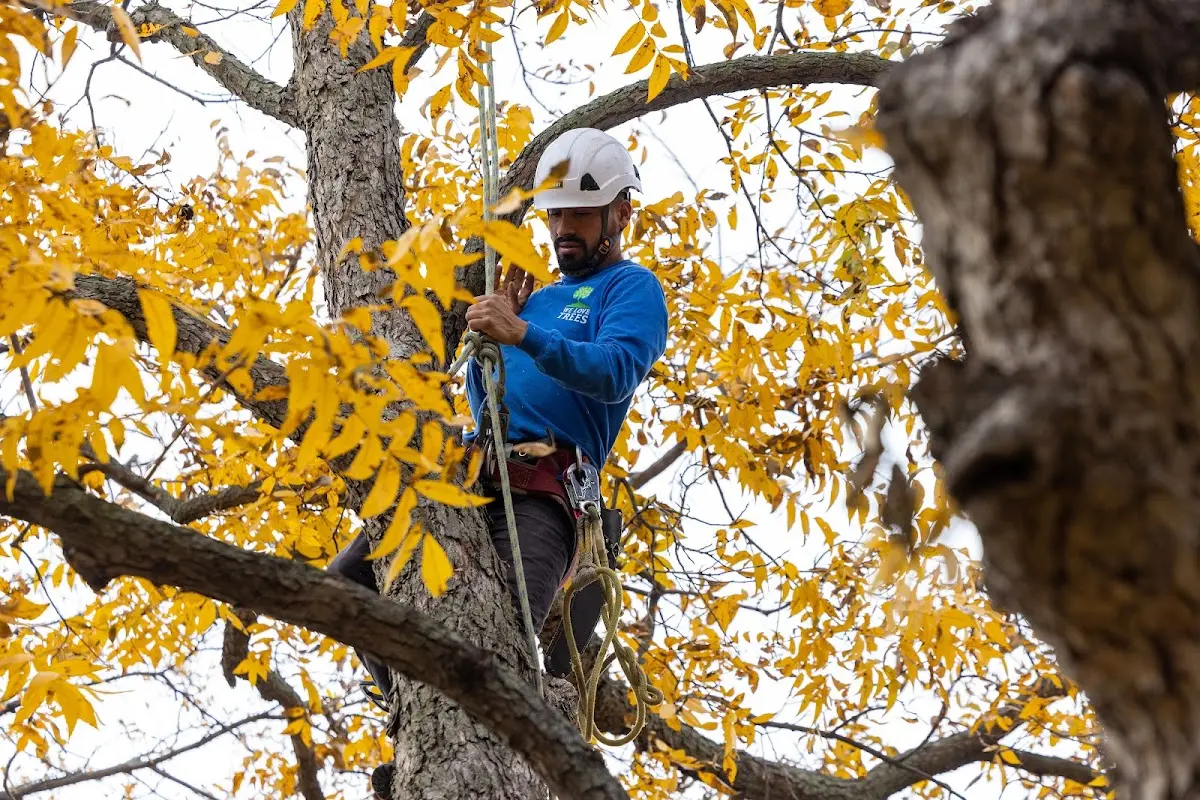 Skilled Storm Damage Cleanup crew working in West Townshend