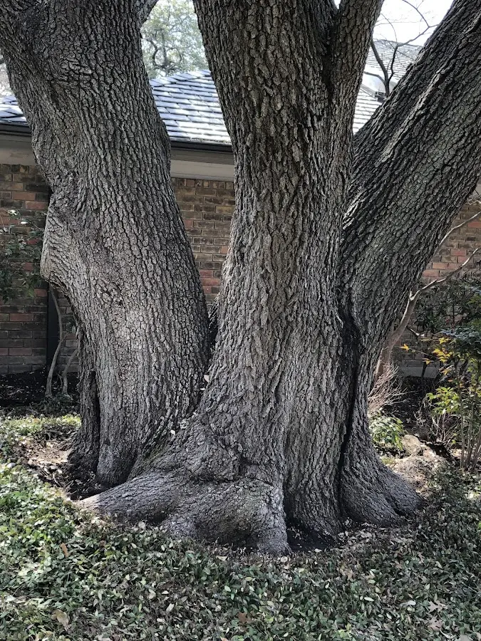 Mature heritage tree close to a West Townshend property cared for by certified arborists